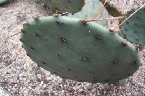 opuntia phaeacantha v.discata